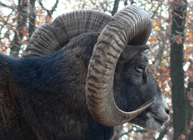 Pictured here is an European Mouflon at the Budakeszi Wildlife Park.
