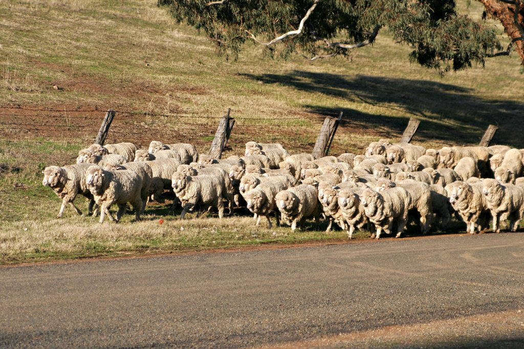 A flock of naked sheep indecently ambling down a road. Image: Fir0002/Flagstaffotos