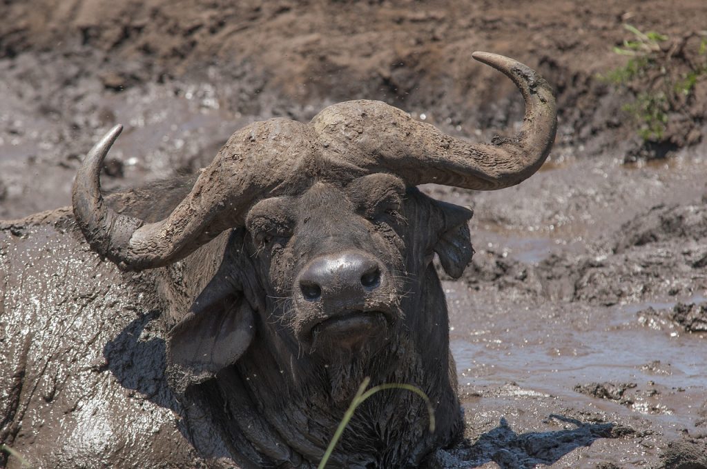 This buffalo at a safari park in South Africa is covered in mud, just as the sheep in the article were. Image: FRIE VDBERGHE/Pixabay