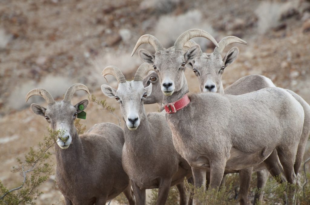 All of these Desert Bighorn Sheep looking quizzically at us are indecent, but one of them wears a fashionable accessory around its neck. Image: skeeze/Pixabay