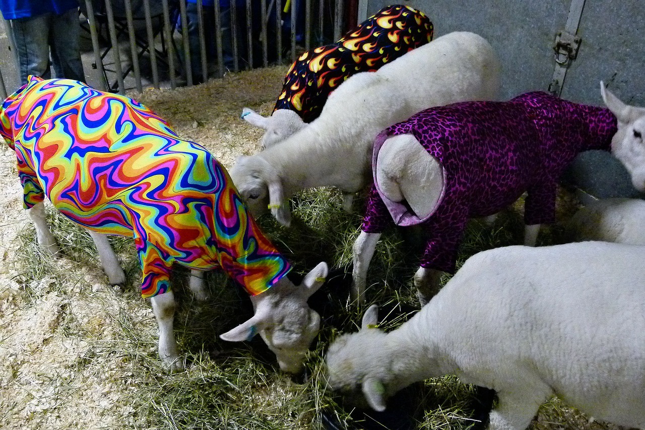 Colourful, light garments with the correct shape have little impact on a sheep's day-to-day life.